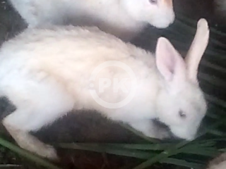 White red eye's breeder Rabbit's...