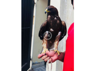 Black dark morph booted eagle